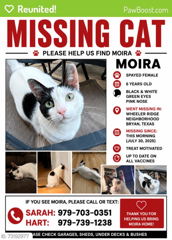 Reunited Female Cat last seen Green valley Drive /Briacrest/Boonville, Bryan, TX 77802