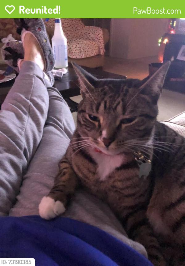 Reunited Male Cat last seen Mountain Ave, Middlesex, NJ 08846