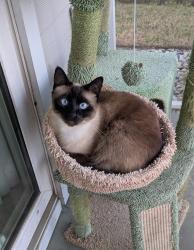 Lost Female Cat last seen Piner Rd, Wilmington, NC 28409