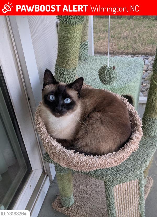 Lost Female Cat last seen Piner Rd, Wilmington, NC 28409