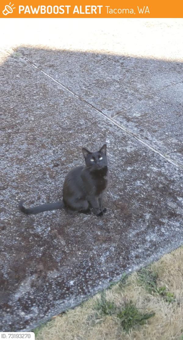 Found/Stray Unknown Cat last seen 19th and S Proctor, Tacoma, WA 98402