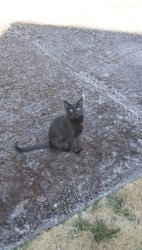 Found/Stray Unknown Cat last seen 19th and S Proctor, Tacoma, WA 98402