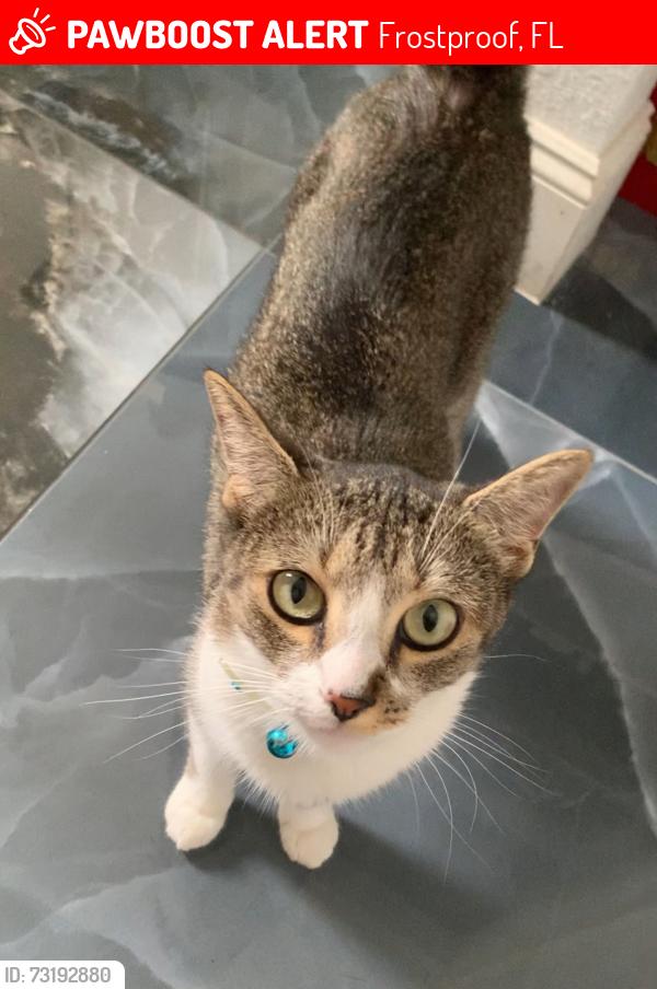 Lost Female Cat last seen Turkey Oak Trail between Sand Pine Trail and R E Byrd Road, Frostproof/ Blue Jordan Forest, Frostproof, FL 33843