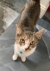 Lost Female Cat last seen Turkey Oak Trail between Sand Pine Trail and R E Byrd Road, Frostproof/ Blue Jordan Forest, Frostproof, FL 33843