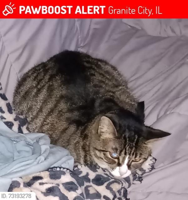 Lost Female Cat last seen Pontoon road, Granite City, IL 62040