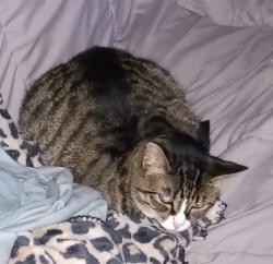 Lost Female Cat last seen Pontoon road, Granite City, IL 62040
