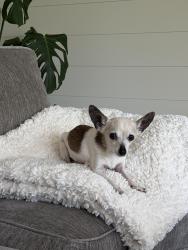 Lost Female Dog last seen Ashland, LeMoyne, Chicago, IL 60622