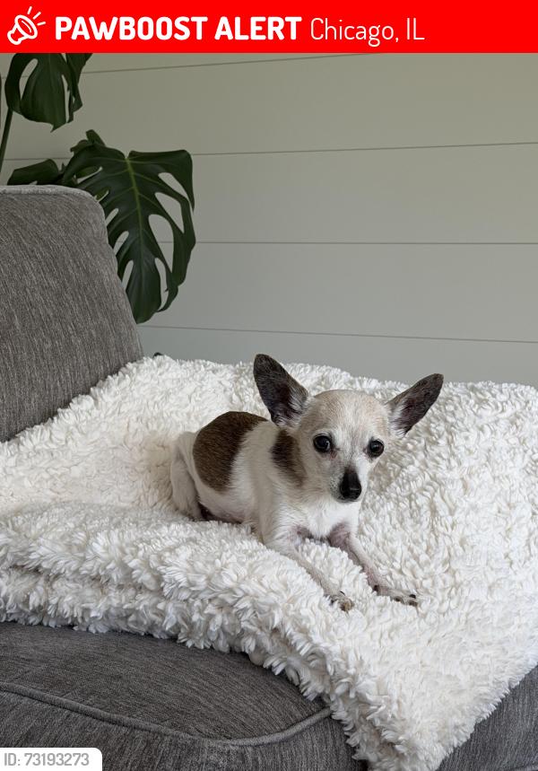 Lost Female Dog last seen Ashland, LeMoyne, Chicago, IL 60622