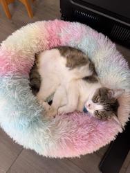 Lost Male Cat last seen Oak Parkway and Blue Ravine, Folsom, CA 95630