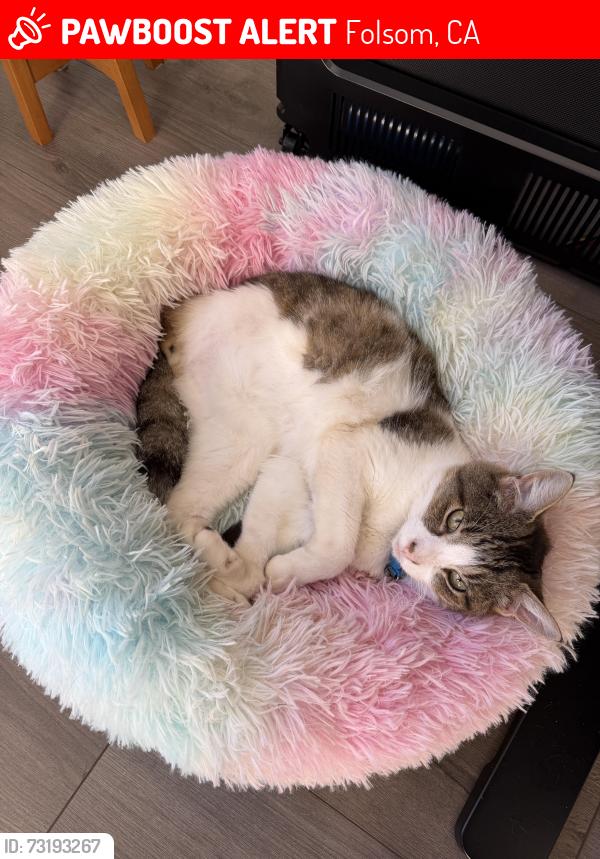 Lost Male Cat last seen Oak Parkway and Blue Ravine, Folsom, CA 95630
