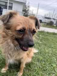 Reunited Male Dog last seen Near N Armenia ave, Tampa, FL 33607