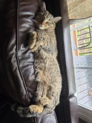 Lost Male Cat last seen Scenic dr, Polk Township, PA 18058