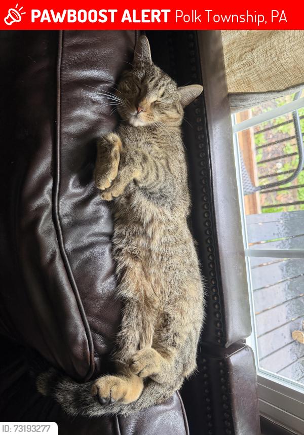 Lost Male Cat last seen Scenic dr, Polk Township, PA 18058