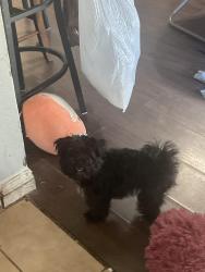 Lost Female Dog last seen c street, Sparks, NV 89431