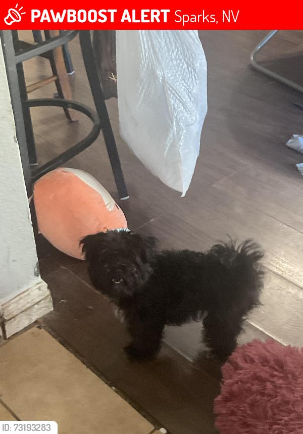 Lost Female Dog last seen c street, Sparks, NV 89431