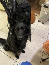 Reunited Female Dog last seen Stonecreek Dr & Pebblewood Dr, Sacramento, CA 95833