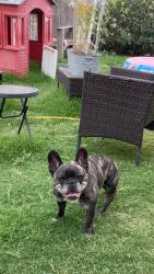 Lost Male Dog last seen Sw 46th ave, Amarillo, TX 79110