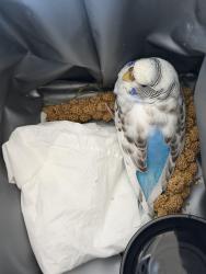 Found/Stray Unknown Bird last seen Harmon park, Revere, MA 02151