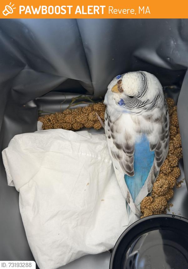 Found/Stray Unknown Bird last seen Harmon park, Revere, MA 02151