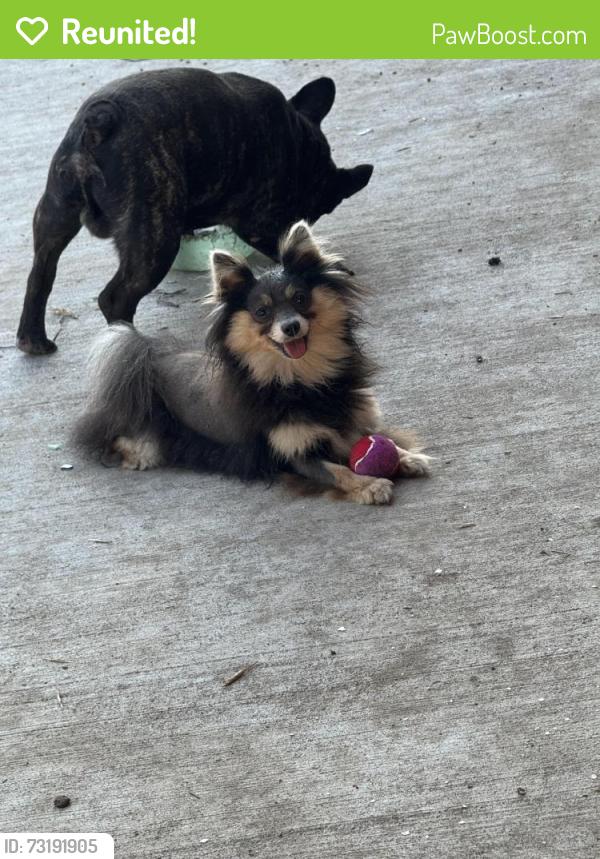 Reunited Female Dog last seen Beechaven rd, Fernrock rd, La Porte, TX 77571