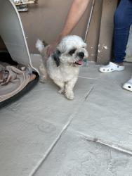 Found/Stray Unknown Dog last seen San luis, South Gate, CA 90280