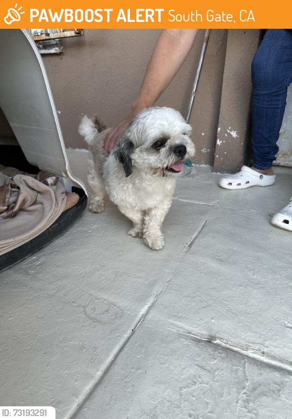 Found/Stray Unknown Dog last seen San luis, South Gate, CA 90280