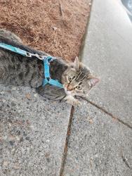 Found/Stray Unknown Cat last seen 143rd, Portland, OR 97229