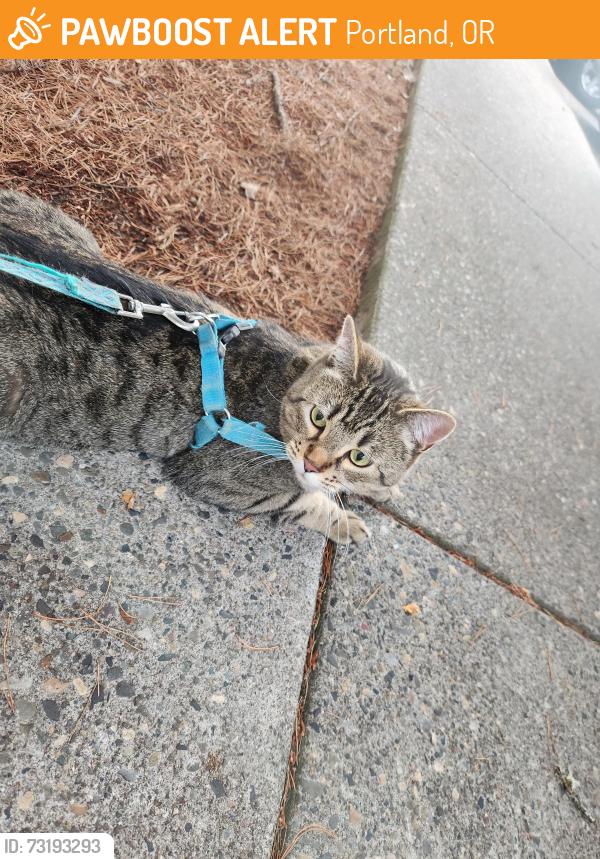 Found/Stray Unknown Cat last seen 143rd, Portland, OR 97229