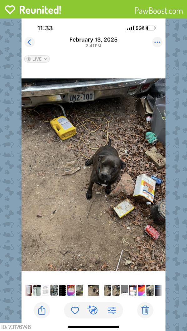Reunited Female Dog last seen Near Lyons rd, Austin, TX 78702