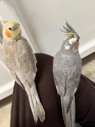 Lost Male Bird last seen Diablo road and camino tassajara, Danville, CA 94526