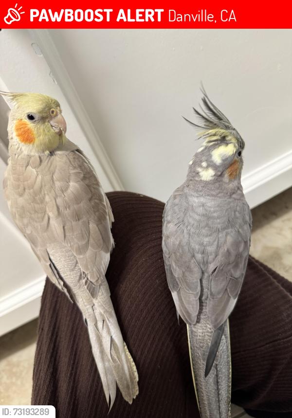 Lost Male Bird last seen Diablo road and camino tassajara, Danville, CA 94526