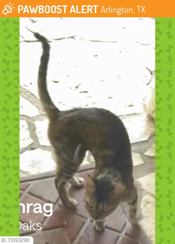Found/Stray Unknown Cat last seen Green Oaks and Park Hill drive, Arlington, TX 76012