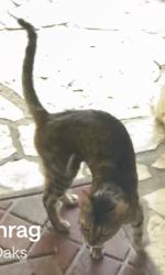 Found/Stray Unknown Cat last seen Green Oaks and Park Hill drive, Arlington, TX 76012