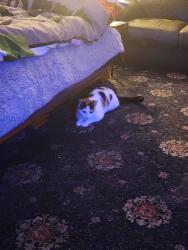 Lost Female Cat last seen Saddleback road, Greater Manchester, England WN5 9UY