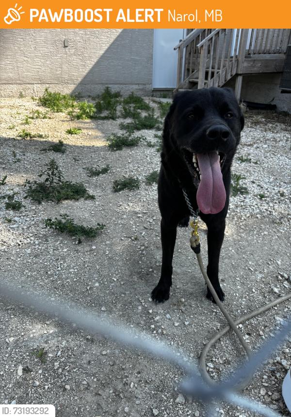 Found/Stray Male Dog last seen Corner of hwy 202 and Church road south, Narol, MB 