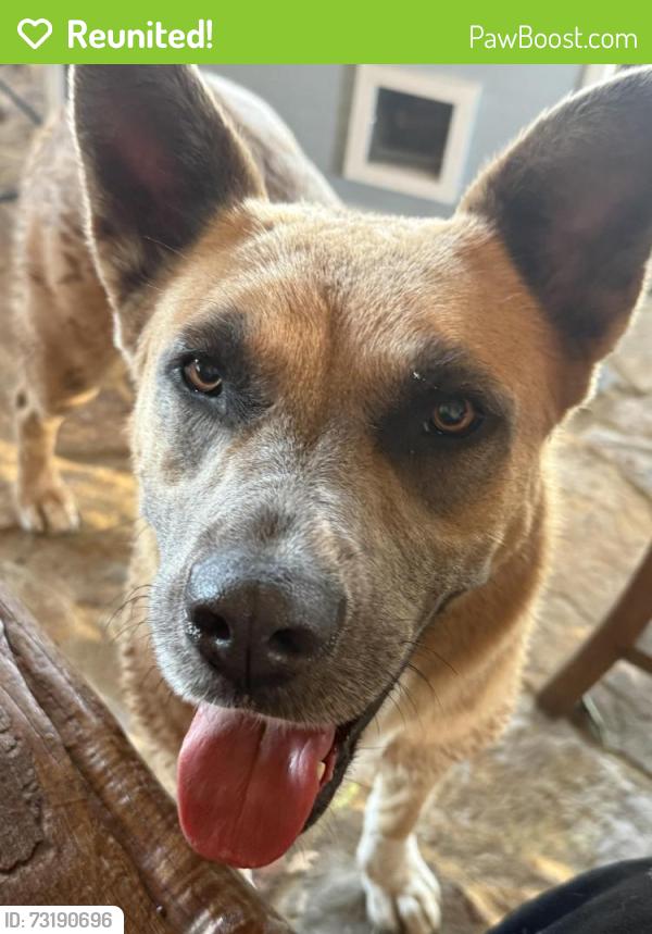 Reunited Female Dog last seen Levee side of Taylor Rd, Bethel Island, CA 94511