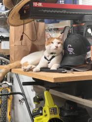 Reunited Male Cat last seen Farmers Highline Canal Trail, Arvada, CO 80005
