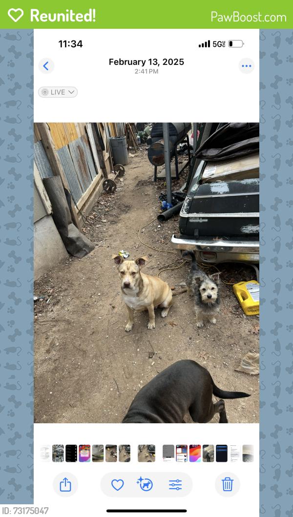 Reunited Male Dog last seen Near Lyons rd, Austin, TX 78702