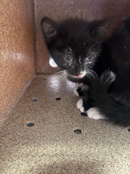 Shelter Stray Female Cat last seen Near Sun Chariot St, CITY of El Paso, TX, 5001 Fred Wilson Ave, El Paso, TX 79906, USA
