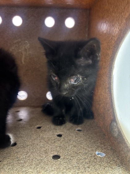 Shelter Stray Male Cat last seen Near Sun Chariot St, CITY of El Paso, TX, 5001 Fred Wilson Ave, El Paso, TX 79906, USA