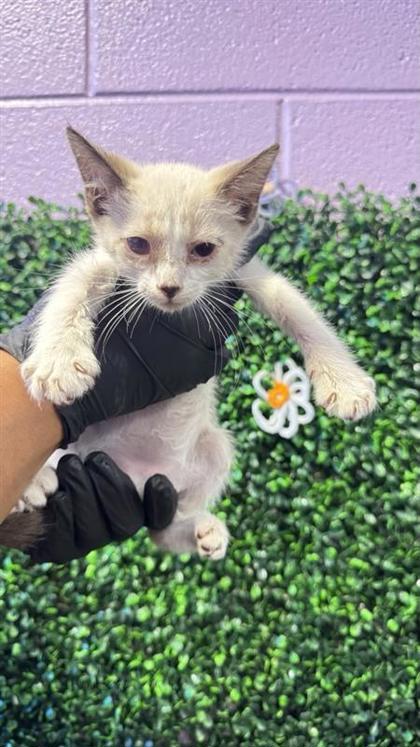 Shelter Stray Male Cat last seen Near n zaragoza, CITY of El Paso, TX, 5001 Fred Wilson Ave, El Paso, TX 79906, USA