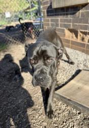 Shelter Stray Male Dog last seen Near CEDAR CROFT LANE Lithonia, 30058, 30058, GA, 3280 Chamblee Dunwoody Rd, Chamblee, GA 30341, USA