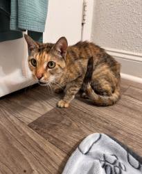 Found/Stray Female Cat last seen Edmonson and Ellington circle, Nashville, TN 37211