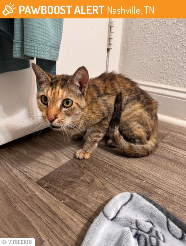 Found/Stray Female Cat last seen Edmonson and Ellington circle, Nashville, TN 37211