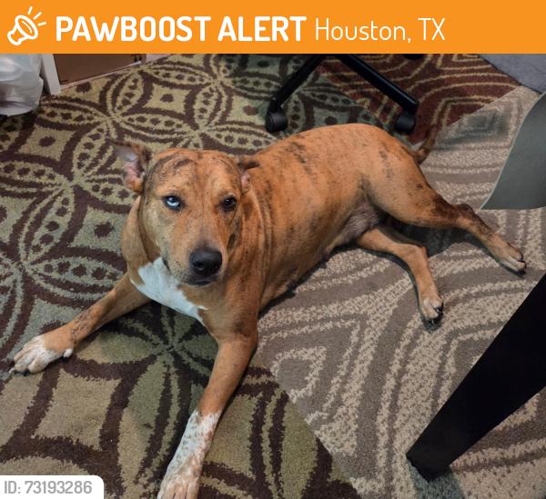 Found/Stray Female Dog last seen porter texas, Houston, TX 77365
