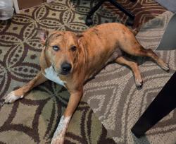 Found/Stray Female Dog last seen porter texas, Houston, TX 77365