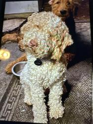 Lost Male Dog last seen Elkhorn Boulevard in Larchmont, North Highlands, CA 95660