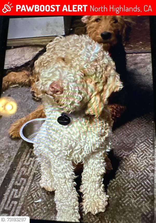 Lost Male Dog last seen Elkhorn Boulevard in Larchmont, North Highlands, CA 95660