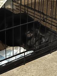 Found/Stray Male Dog last seen Marlboro Ave off of Ardmore Blvd, Pittsburgh, PA 15221