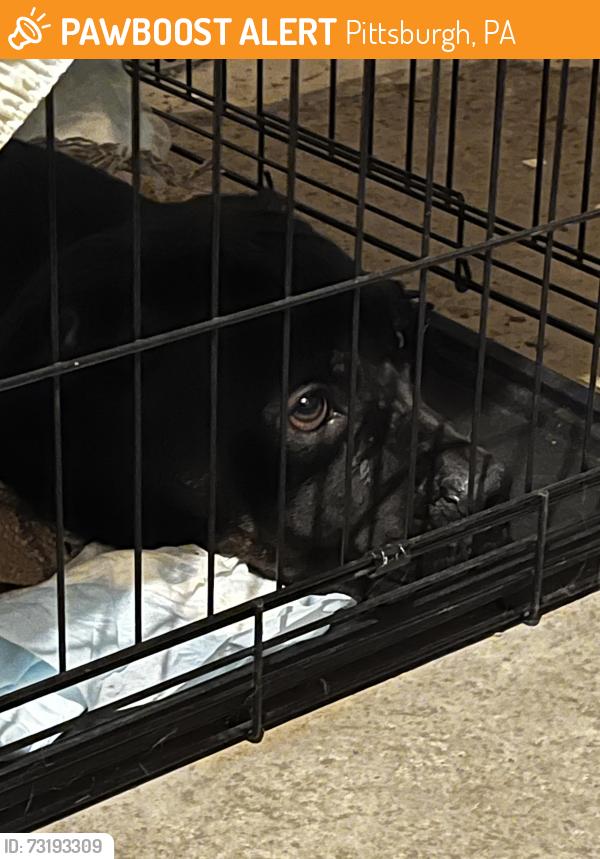 Found/Stray Male Dog last seen Marlboro Ave off of Ardmore Blvd, Pittsburgh, PA 15221